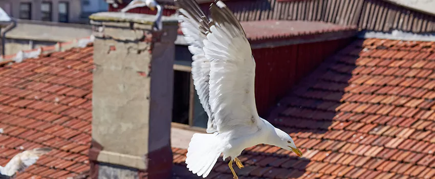 Residential Chimney Animal Removal Solution in Woodstock, GA